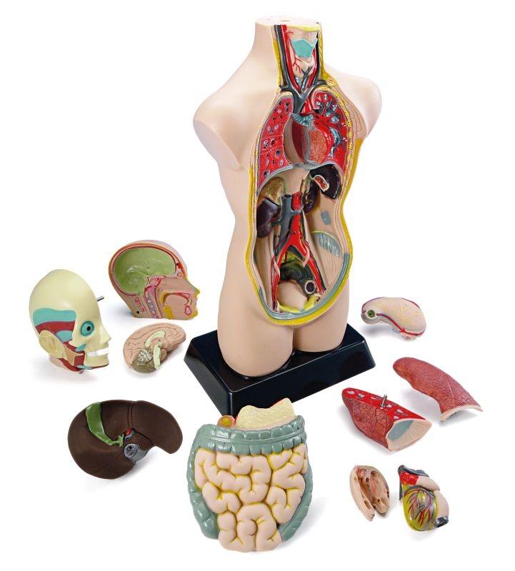 SET ANATOMIA 11 PCS MINILAND